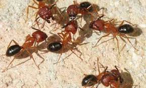 Florida Carpenter Ant Camponotus Floridanus Buckley And