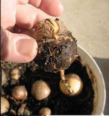 Using this mixture makes a lightweight soil that promotes aeration and allows for adequate drainage. The Easiest Way To Plant And Grow An Avocado Seed In Soil Avocado Plant Grow Avocado Avocado Seed