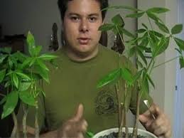 Your money tree is tropical, so it needs temperatures between 65 to 80 degrees. Proper Care Youtube