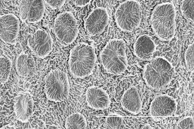 21 Fascinating Microscopic Images That Will Blow Your Mind