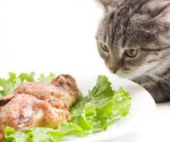 Katzenfutter Selber Kochen Rezepte Mit Fleisch Katzen Ernahrung Katzen Futter Katzenfutter