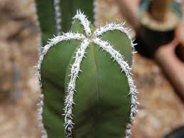 Image result for Lophocereus marginatus