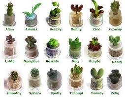 These types of cactus plants and species are perfect for growing at home. Cactos E Suculentas Suculentas Cactos