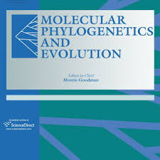 Image result for Disa ochrostachya