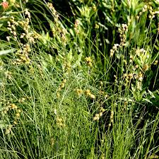 Image result for Scleria delicatula