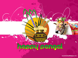 It is celebrated at the same time every year. Happy Pongal Wallpapers Hd Images Festival Pictures Download
