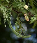 Image result for Acacia robusta