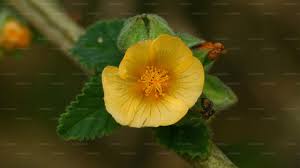 Image result for Sida veronicifolia