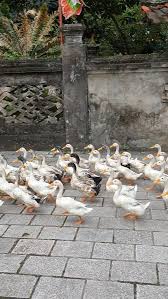 Bird Bouncing Golf Ball On Concrete The Sound Of Almost 100 Feet Video Cute Funny Animals Animals Beautiful Baby Animals Pictures