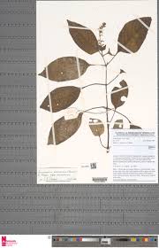 Image result for Anisosepalum