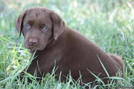Chocolate lab puppies chocolate labrador puppy. Chocolate Labrador Puppies Price 250 For Sale In El Dorado Arkansas Best Pets Online