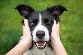 170 One Syllable Dog Names Cuteness