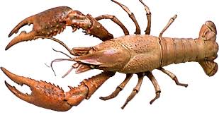 Crayfish Oehha