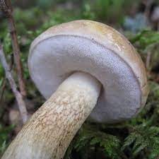 zhelchnyj grib gorchak foto i opisanie mozhno li est zhelchnyj grib interesnye fakty griby belyj grib fitoterapiya