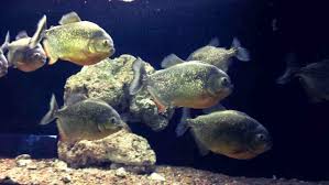 Red Belly Piranha Care Size Lifespan Tankmates Feeding