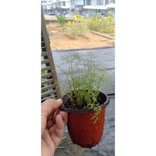 Agriculture technology fertigation system sistem penanaman secara fertigasi. Dill Sapling English Herbs Anak Pokok Dill Shopee Malaysia