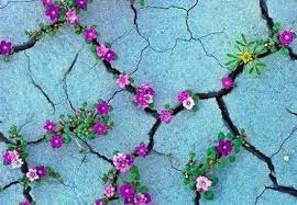 Flowers Love Flowers Beautiful Flowers Flower Garden