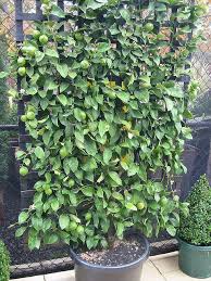 See more ideas about fruit trees, espalier fruit trees, fruit garden. Espalier Lemon Tree You Could Potentially Screen Your Outdoor Bath Ensuite With Espalier Lemon Espalier Fruit Trees Fruit Tree Garden Garden Trellis