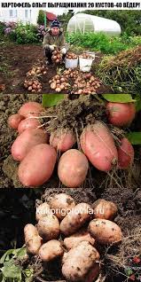 какой способ размножения используют при выращивании картофеля и лука Kartofel Opyt Vyrashivaniya 20 Kustov 40 Vyoder Roslini Kviti Ovochi