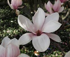 Check spelling or type a new query. Saucer Magnolia The Morton Arboretum