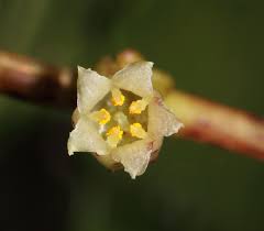 Image result for Cuscuta