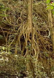 Image result for Newtonia buchananii