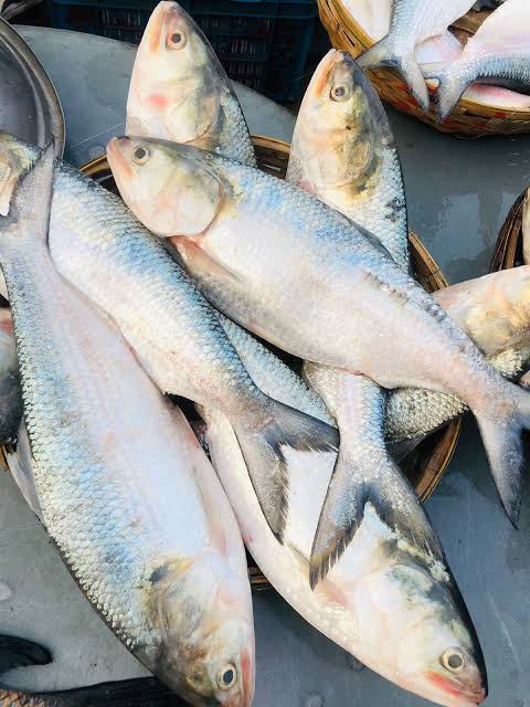 ইলিশ মাছ 1 pcs 800/900 gm