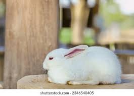 Image result for tbn:nuNU7FPK4A54yM::rvforsaleguide.com/images/bunny-resting-picture.jpg