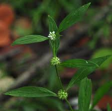 Image result for Spermacoce