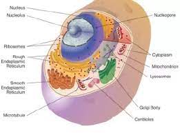 Ya it also they are prokaryotic cells are cells that do not have a true nucleus or most other cell organelles. Where Is The Nucleus In An Animal Cell Quora