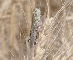Multiple testing centers throughout idaho with lots of availability and flexible scheduling! Grasshopper Cricket Activity On The Rise Idaho Capitalpress Com