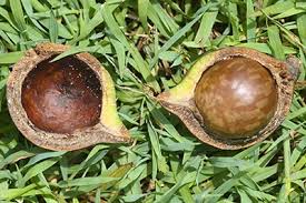 Image result for Macadamia aff. integrifolia