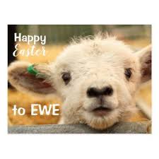Happy Easter To Ewe Holiday Postcard Zazzle Com Animals Cute Animals Baby Animals