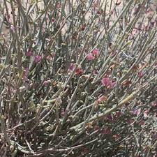 Image result for Plicosepalus amplexicaulis