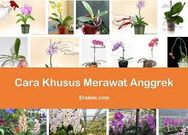 Live worksheets > malay > sains > tumbuhan > tumbuhan berbunga dan tidak berbunga. Cara Merawat Bunga Anggrek Agar Rajin Berbunga Dengan Video