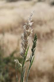 Image result for Schmidtia pappophoroides