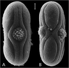 Image result for Megalochlamys revoluta