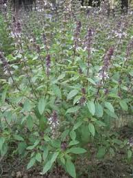 Check spelling or type a new query. Holy Basil Plant Buy In Mumbai