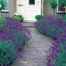 Strukturgebende Straucher Garten Lavender Strauch Tur Garten Lavendel Garten Garten Pflanzen