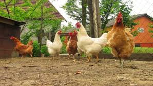 Today, there are a huge variety of chicken breeds available, with at least one of them sure to be right for you! Salmonella Illnesses Linked To Backyard Chickens In Australia Food Safety News