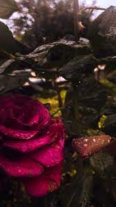 pin by mohammad assem محمد عاصم on rose plants rose