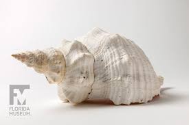 The giant horse conch is the death star of the mollusk world. Horse Conch