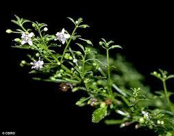 Image result for Scoparia