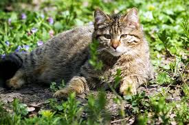Maybe you would like to learn more about one of these? Sebaceous Cysts In Cats Symptoms Causes Diagnosis Treatment Recovery Management Cost