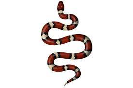 Snake is colorful tattoo design. Snake Tattoo Ideas And Meaning Tattoos Man