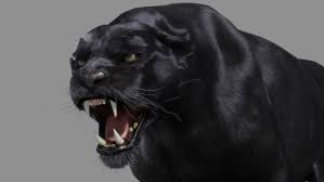 The black leopard or black panther ( panthera pardus ) is a large member of the big cat family, native to asia and africa. Animal Trading Cards
