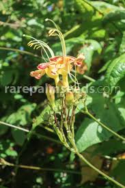 Image result for Euphorbia mossambicensis