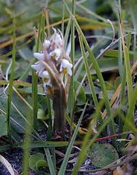 Image result for Zeuxine