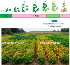 Learn about the origins of agriculture, the evolution of crop modification and how we got the foods we eat today. Frontiers An Interdisciplinary Approach To Study The Performance Of Second Generation Genetically Modified Crops In Field Trials A Case Study With Soybean And Wheat Carrying The Sunflower Hahb4 Transcription Factor Plant