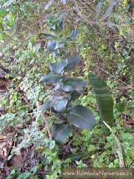 Image result for Bonatea antennifera